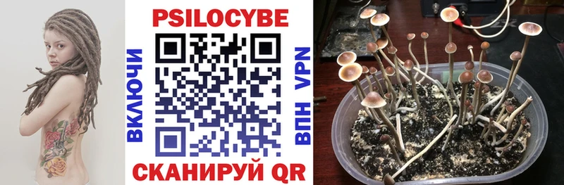 blacksprut онион  Красновишерск  Псилоцибиновые грибы Cubensis  цены  